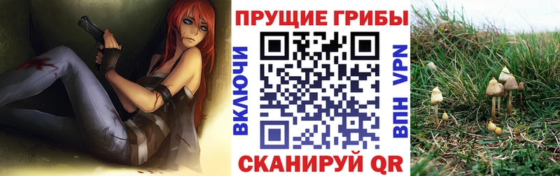 Псилоцибиновые грибы Psilocybine cubensis  закладки  Бобров 